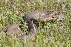 Malpolon insignitus fuscus