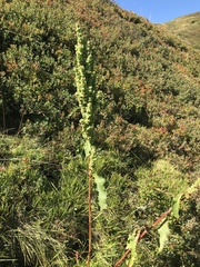 Rumex alpinus