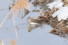 Tringa ochropus