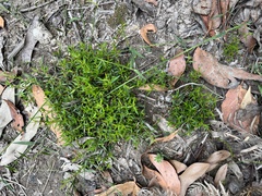 Euryomyrtus ramosissima ramosissima