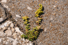 Herniaria glabra