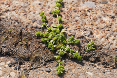 Herniaria glabra