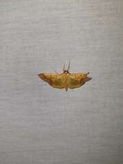 Meroctena staintonii