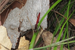 Nannodiplax rubra