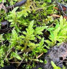 Homalothecium megaptilum