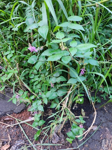 Desmodium intortum observed 2022-12-30