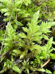 Homalothecium megaptilum