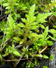 Homalothecium megaptilum