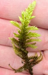 Homalothecium megaptilum