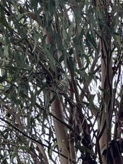 Chrysococcyx lucidus