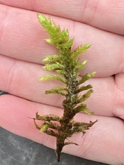 Homalothecium megaptilum