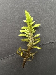 Homalothecium megaptilum