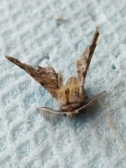 Apochima flabellaria