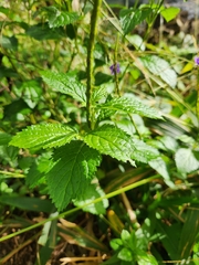 Stachytarpheta
