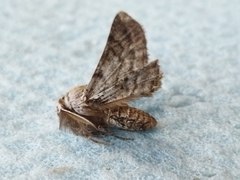 Apochima flabellaria