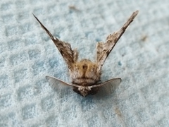 Apochima flabellaria