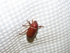 Melolonthinae