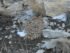 Astragalus tridactylicus