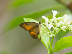 Hypocysta irius