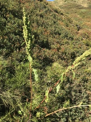 Rumex alpinus
