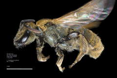 Lasioglossum pilosum