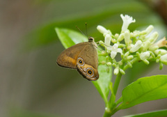 Hypocysta irius