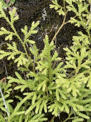 Lycopodium volubile