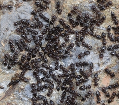 Crematogaster auberti