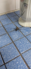 Batocera rubus