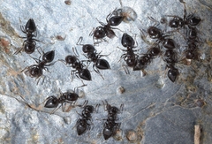 Crematogaster auberti