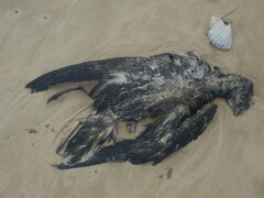 Ardenna tenuirostris