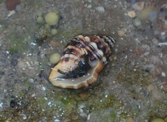 Clibanarius virescens