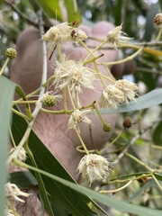 Acacia implexa
