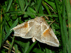 Habrosyne pyritoides