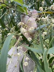 Acacia implexa
