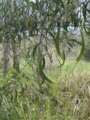 Acacia implexa