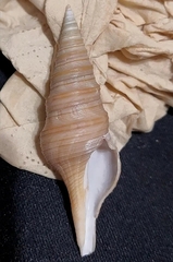Unedogemmula deshayesii