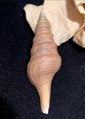 Unedogemmula deshayesii