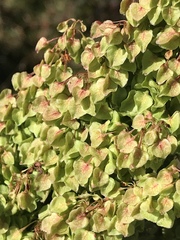 Rumex alpinus