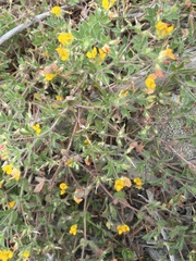Lotus suaveolens