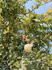 Aegle marmelos