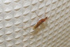 Leptomyrmex