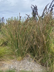 Juncus edgariae