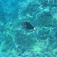 Melichthys vidua