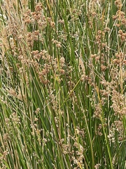 Juncus sarophorus
