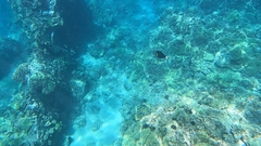 Melichthys vidua