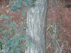 Torreya nucifera