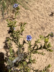 Halgania andromedifolia