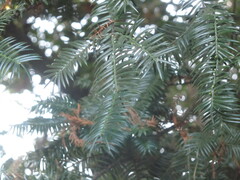 Torreya nucifera