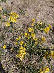 Senna auriculata